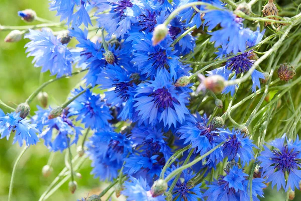 Modré květy chrpy — Stock fotografie