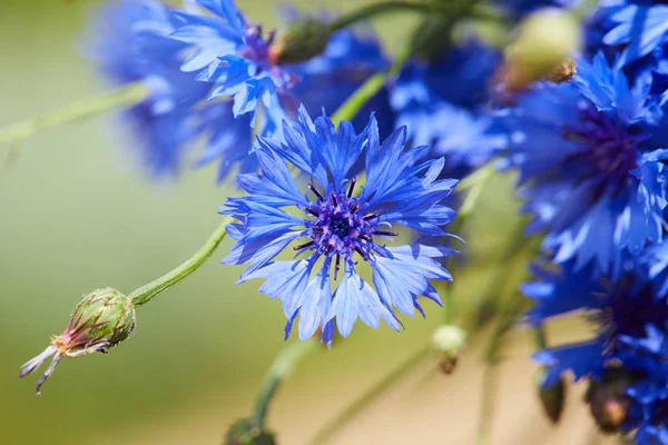 Blauwe bloemen van korenbloemen — Stockfoto