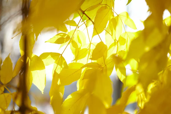 Ramos Árvores Com Folhas Amarelas Outono — Fotografia de Stock