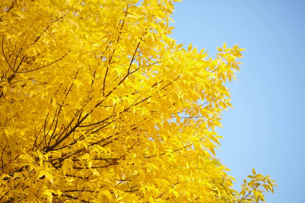 秋天黄叶的树枝 — 图库照片