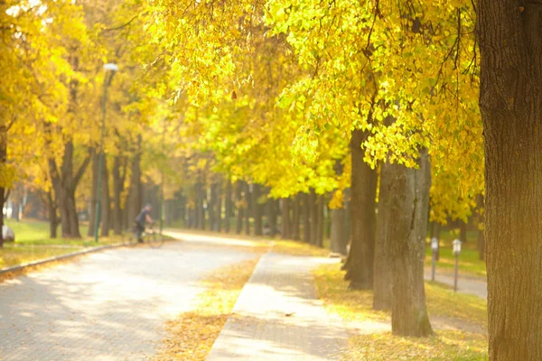 Krásný Podzimní Park Slunečný Den — Stock fotografie