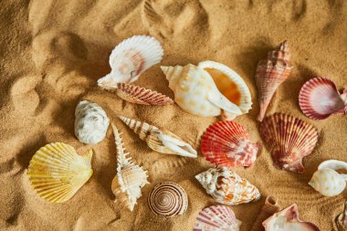 kum plajındaki kabukları koleksiyonu
