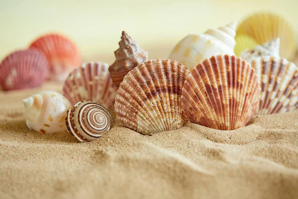 Kum plajındaki kabukları koleksiyonu — Stok fotoğraf