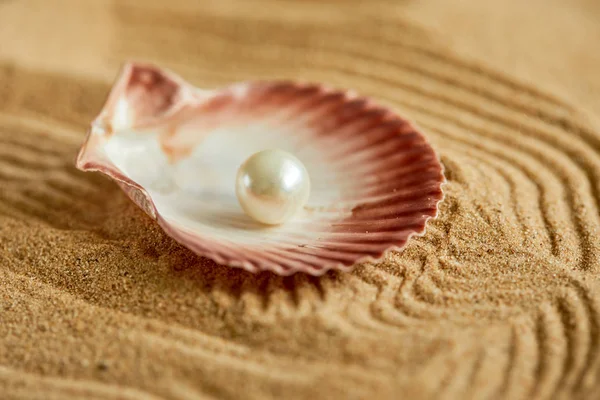 Pärla i öppna skal på stranden — Stockfoto