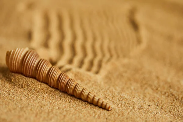 Κέλυφος σε αμμώδη παραλία — Φωτογραφία Αρχείου