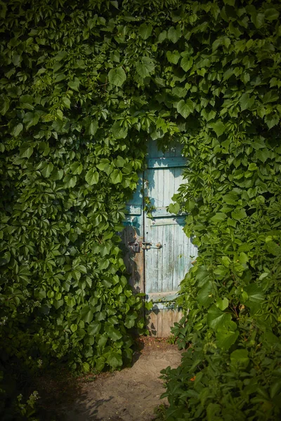 Kapı yakınındaki duvara bükümleri Ivy — Stok fotoğraf