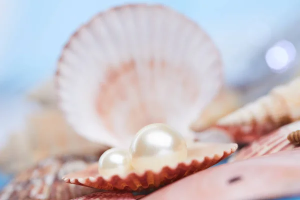 Perle in guscio aperto — Foto Stock