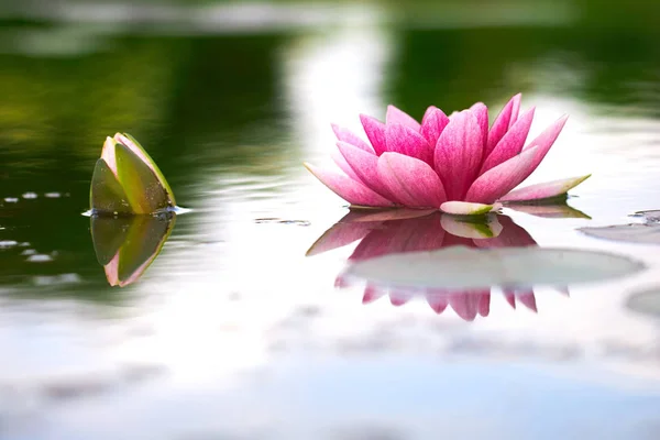 Flor de lótus na lagoa — Fotografia de Stock