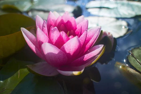 Fleur de lotus dans l'étang — Photo