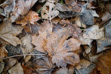 Toprakla kaplı yapraklar