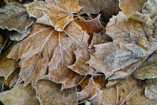 Blätter mit Raureif bedeckt — Stockfoto