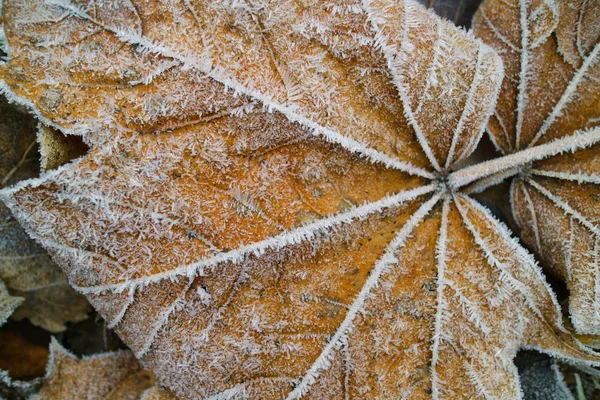 霜で覆われた葉は — ストック写真