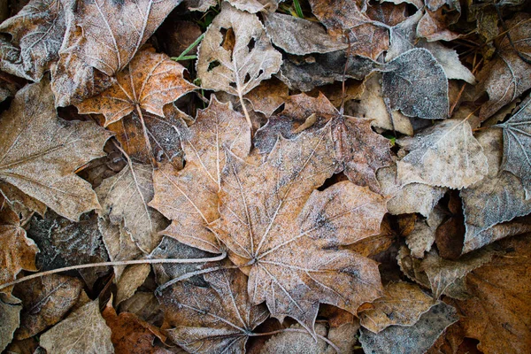 Toprakla kaplı yapraklar