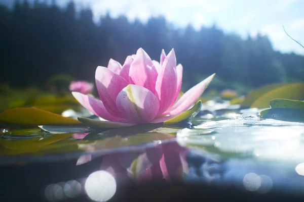 池の蓮の花 — ストック写真