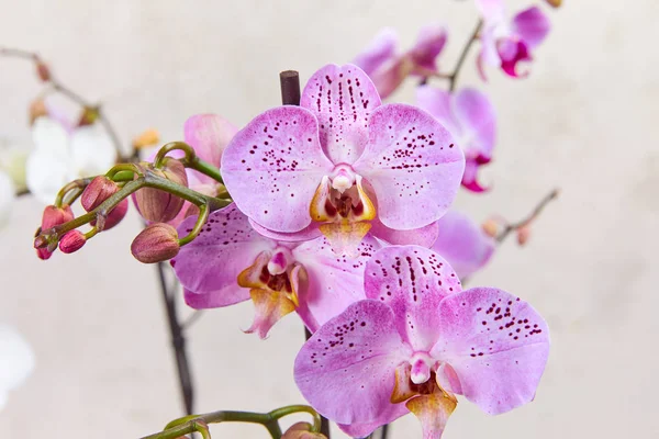 Lila orchideavirág, — Stock Fotó