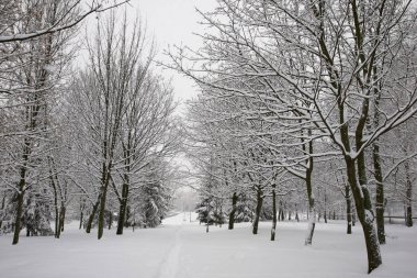 karla kaplı ağaç dalları 