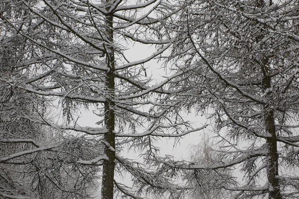 Gałęzie drzewa pokryte śniegiem — Zdjęcie stockowe