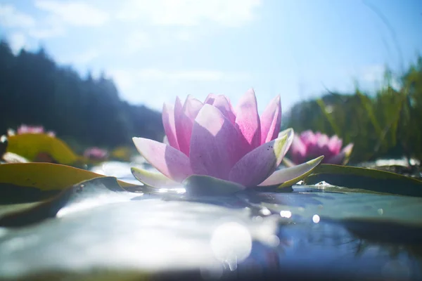 Flores de loto en estanque — Foto de Stock