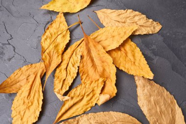 Sarı düşen sonbahar yaprakları