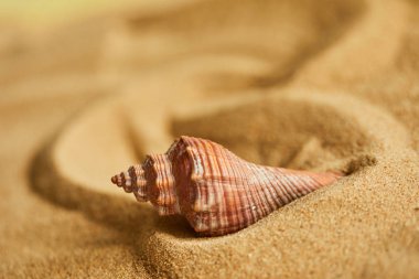 shell on sandy beach  clipart