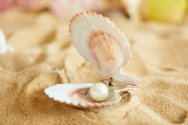 Жемчуг в открытой раковине на пляже — стоковое фото