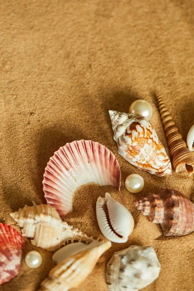 Colección de conchas en la playa de arena —  Fotos de Stock