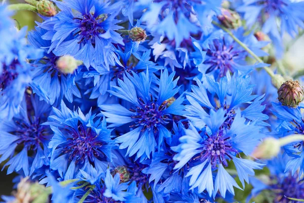 Beautiful blue flowers of cornflowers — Stock Photo, Image