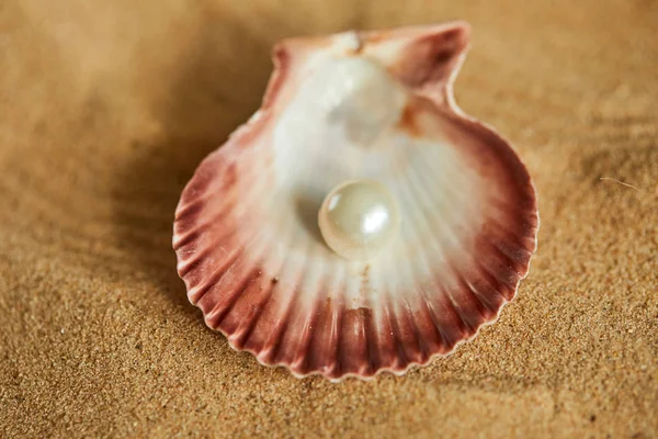 Parel in geopende shell op strand — Stockfoto