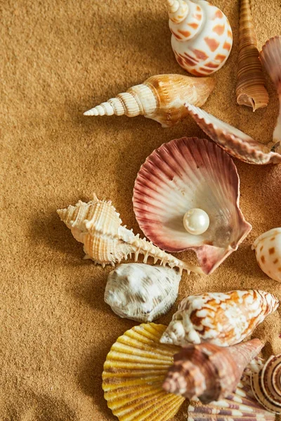 Colección de conchas en la playa de arena —  Fotos de Stock