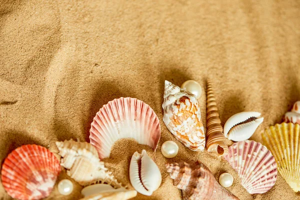 Colección de conchas en la playa de arena — Foto de Stock