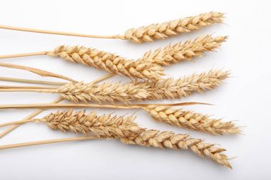 Kuru tahıl bitkiler 