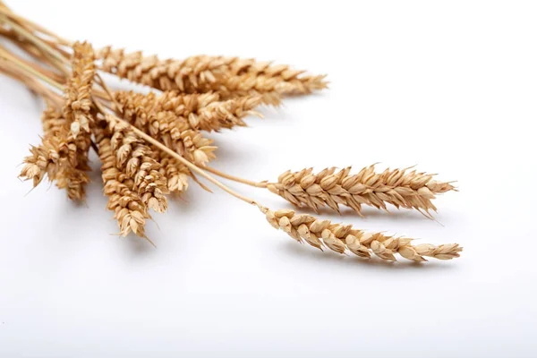 Dry cereal plants — Stock Photo, Image