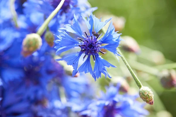 Prachtige blauwe bloemen van korenbloemen — Stockfoto