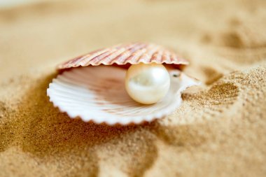 Sahilde açılan kabuğundaki inci