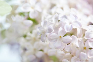 Eflatun çiçekler çok güzel