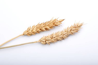 Kuru tahıl bitkiler 