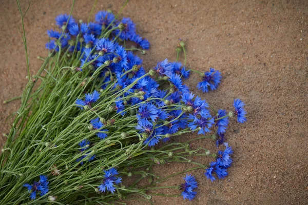 Hermosas flores azules de acianos — Foto de Stock