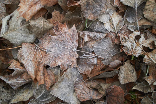 Folhas Outono Cobertas Com Geada Vista Superior — Fotografia de Stock