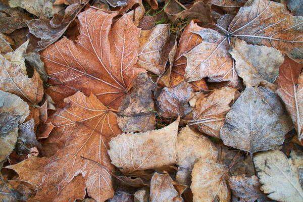 Podzim Listy Pokryté Jinovatka Pohled Shora — Stock fotografie