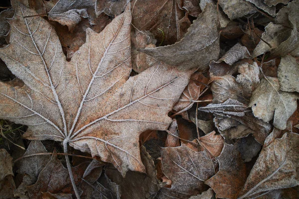 Herbstblätter Mit Raureif Bedeckt Draufsicht — Stockfoto