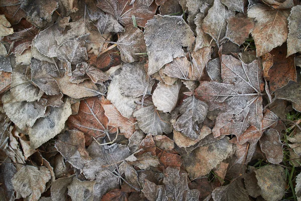 Folhas Outono Cobertas Com Geada Vista Superior — Fotografia de Stock