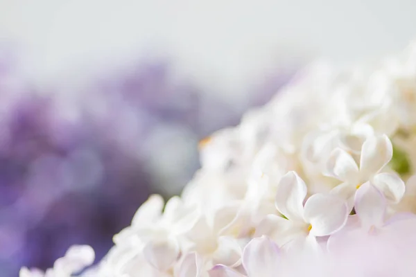 White Nice Lilac Flowers Close — Stock Photo, Image