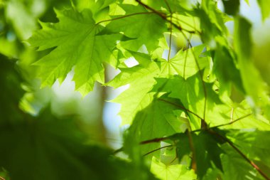 güneşli bir gün, yeşil yaprakları ile şube