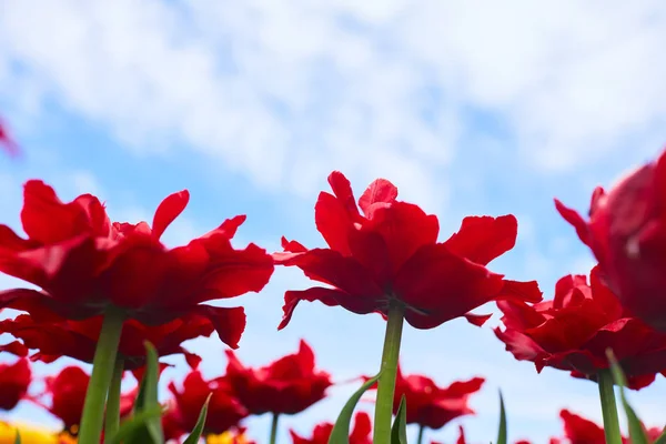 Tulipanes Rojos Campo Primavera Día Soleado —  Fotos de Stock