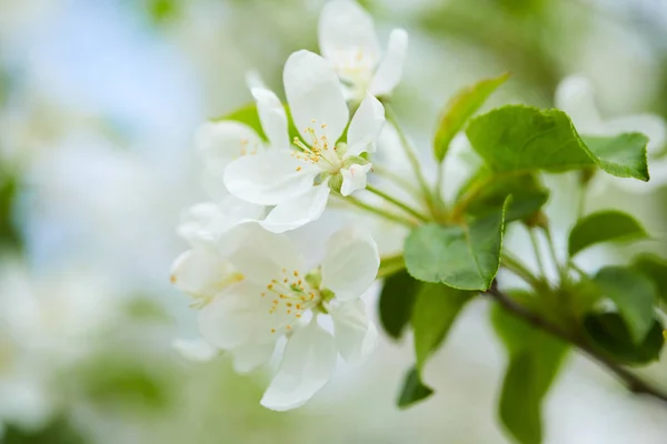 Vackra Vita Apple Blommor Närbild — Stockfoto