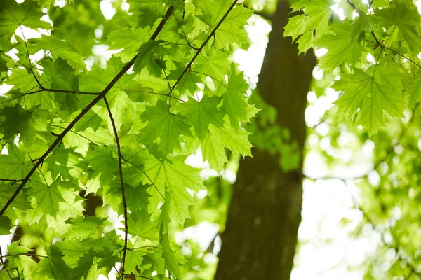 Árbol Con Hojas Verdes Día Soleado — Foto de Stock