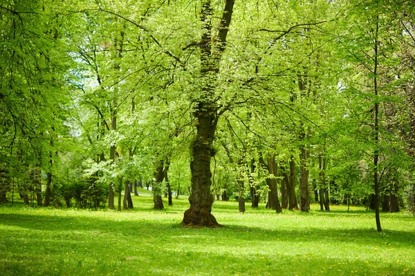 晴れた日には緑の木々 と春の公園 — ストック写真