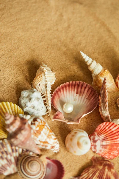Collectie van schelpen aan zandstrand — Stockfoto