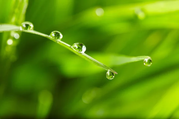 緑の芝生の水滴はクローズ アップ — ストック写真
