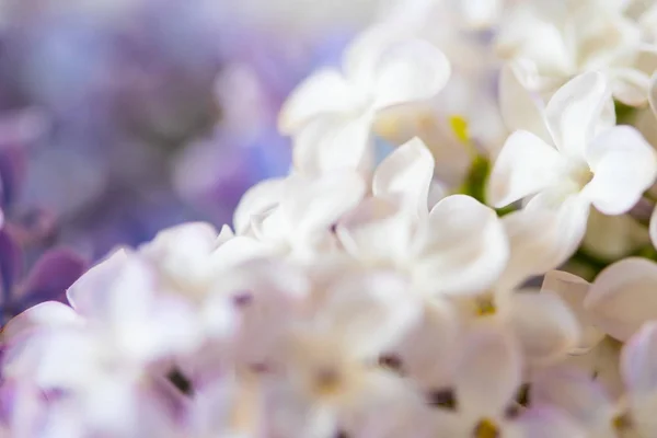 Blanco Bonito Flores Lila Primer Plano — Foto de Stock